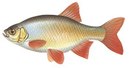 Яуренс - иконка «рыбалка» в Мончегорске